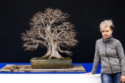 February 2019: The tree received a nomination in the broadleaved trees category at XX Trophy in Genk, Belgium