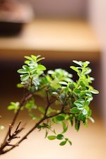 Shohin (mini Bonsai) Tiểu Diệp Xích Nam (syzygium Buxifolium) – Tdxn_002