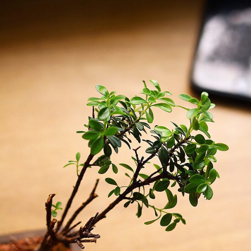 Shohin (mini Bonsai) Tiểu Diệp Xích Nam (syzygium Buxifolium) – Tdxn_001