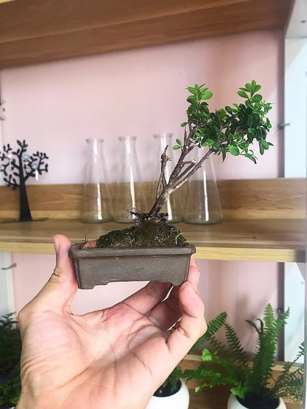 Shohin (mini Bonsai) Tiểu Diệp Xích Nam (syzygium Buxifolium) – Tdxn_001