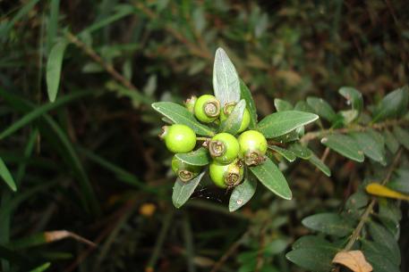 Tiểu Diệp Xích Nam (Box-leaved Syzygium, Syzygium buxifolium) ngoài tự nhiên