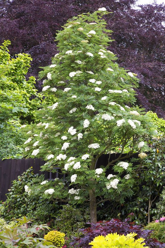 Hoa Thanh Lương Trà (Sorbus commixta) trắng muốt