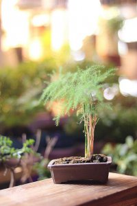 [Đã bán, Nhật Ký] Shohin Vân Phiến Trúc (Asparagus setaceus) – VPT_001