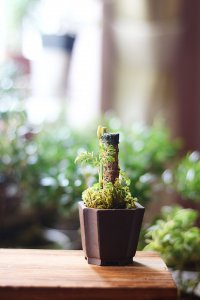 [Nhật ký] Shohin (mini Bonsai) Phúc Lộc Đồng (Polyscias guilfoylei) – PLD_004