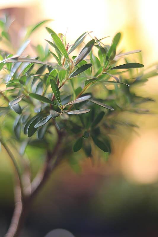 Shohin (mini Bonsai) Tiểu Diệp Xích Nam (Syzygium buxifolium) – TDXN_003