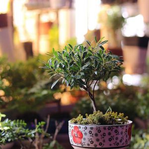 Shohin (mini Bonsai) Tiểu Diệp Xích Nam (Syzygium buxifolium) – TDXN_003