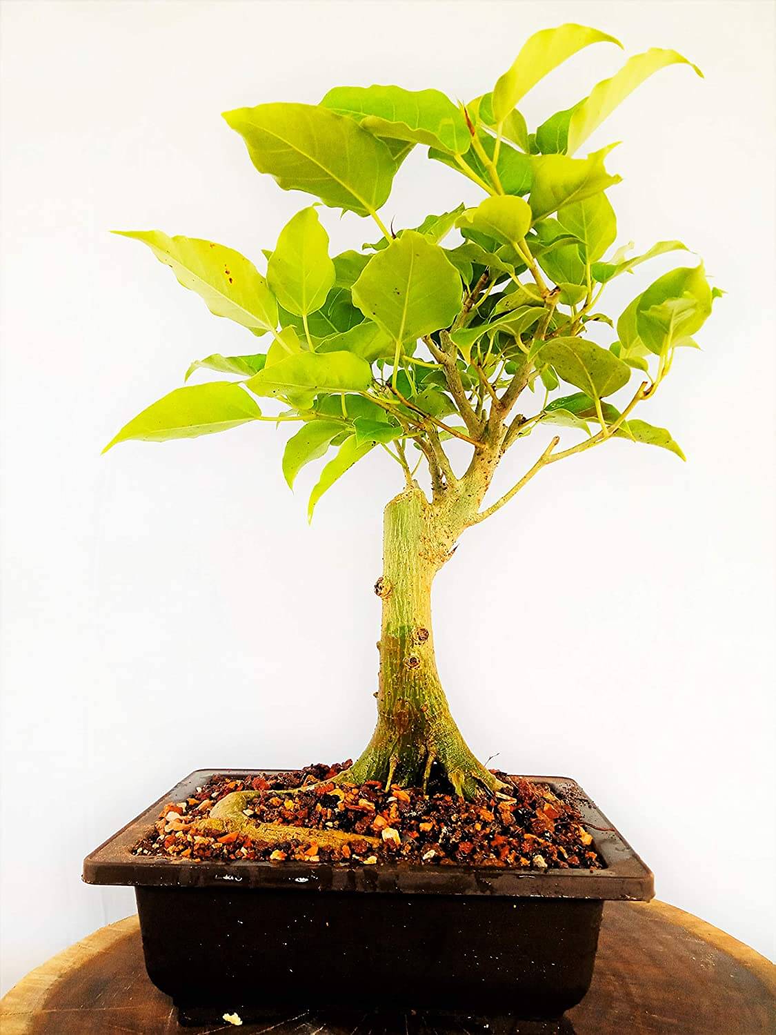 Cây Bồ Đề (Ficus religiosa)