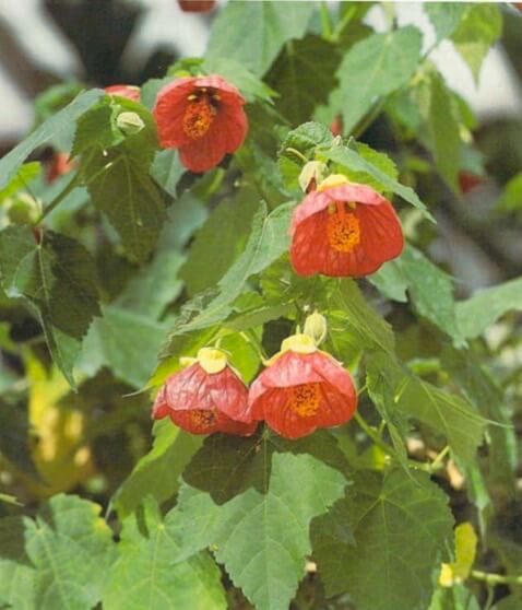 The variegated flowering maple (Abutilon pictum) is often grown for the beauty of its leaves alone, with flowers as an extra attraction. Green-leaved flowering maples flower more easily and, if kept at 65-70°F (18-21°C), will remain in bloom from summer right into winter.