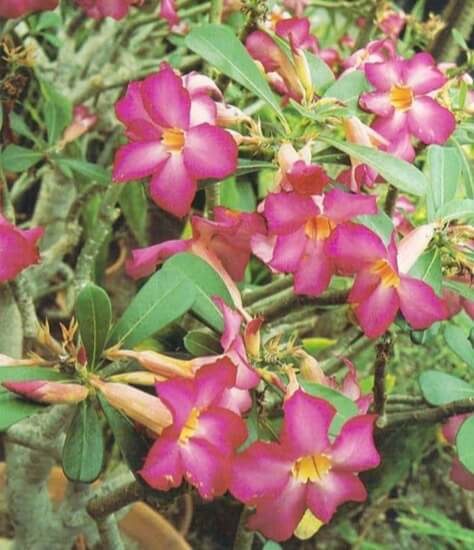 Adenium obesum, the desert rose, has a thick, swollen stem called a caudex that, in the wild, stores water and enables the plant to survive severe drought. The swollen part should be planted above the soil, for, if it is allowed to stay damp underground, it may rot. 