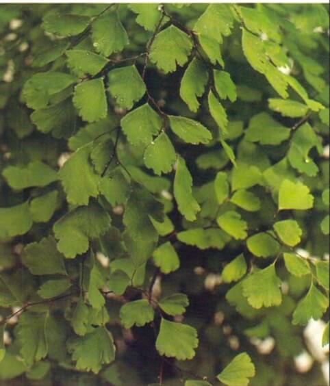 The maiden hair fern's small green leaves look like miniature versions of the leaves of the maiden hair tree. A healthy plant should have leaves of a strong green color growing closely on the stems. They should show no signs of brown or curling edges