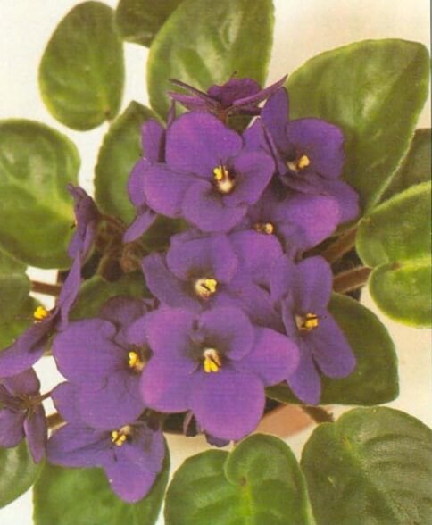 The Africa violet is one of the world's most popular houseplants, yet it is often reluctant to flower. Warmth is the principal secret (60°F, 16°C all year), coupled with a special watering technique and high humidity. 