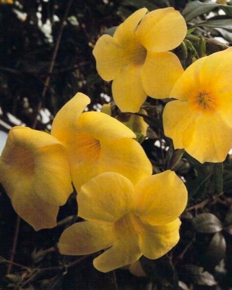 The golden trumpet is an ever-green climber with attractive trumpet-shaped yellow flowers. Plants are usually sold at 12-18 inches (30-45 cm) tall and reach a height of about 3 feet (90 cm) in 4 years. A tall plant needs the support of a stake or a trellis.