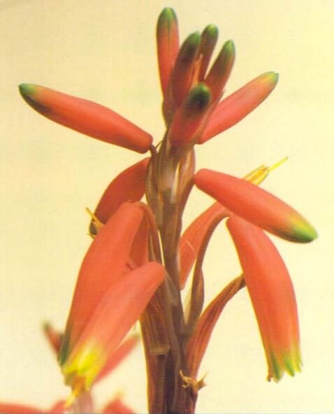 Aloe flowers open progressively from lower down the stem to its tip; the stem should not be removed until it has dried and withered. 