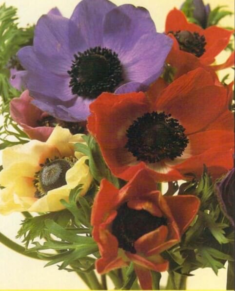 The lovely flowers of the anemone, up to 3 inches (8 cm) across, grow singly ill foliage 6 inches (15 cm) high. The best variety for growing in pots is 'DeCaen', which is small and produces blooms in many shades of red, pink, purple and mauve. 
