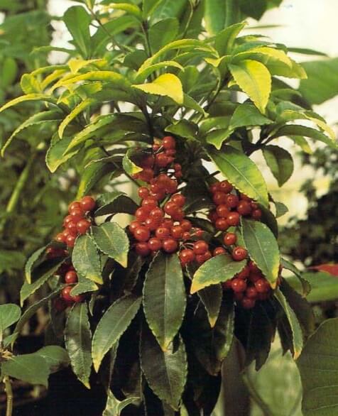 Ardisia usually flowers in early summer. The flower clusters fade gradually and are replaced by bright red berries, heralding the holiday spirit. Often the berries remain on the plant along side the next year's flowers.
