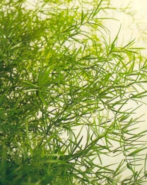 This variety of asparagus fern has spiky, pale green foliage and must not be confused with Asparagus setaceus. The fronds are much less filmy and, in fact, quite prickly. They, too, are often used for flower arrangements and keep well if cut. 