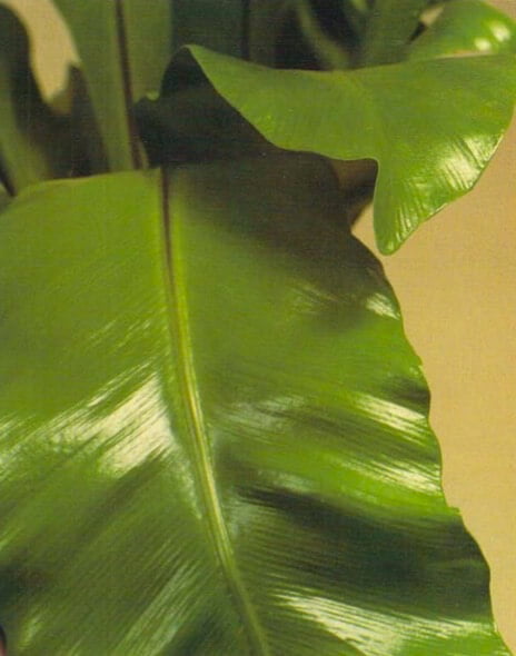 The bird's nest fern gets its common name from the way its broad leaves radiate from a central well, or nest, in the middle of the plant. Healthy leaves should be a bright, glossy green, and there should be new fronds unfurling thecenter. 