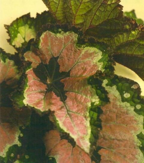The beautifully shaped, pointed, slightly toothed leaves of foliage begonias come in a great variety of delicate patterns in greens, reds, pink sand silvers. When buying, look for plants with crisp, untumed leaves with no brown edges.