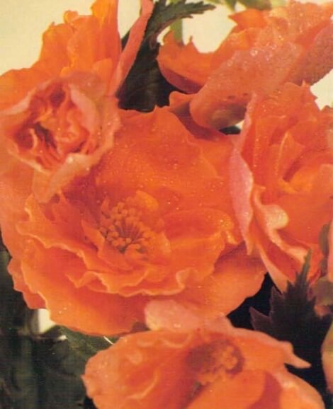 The tuberous begonia will flower from summer to early autumn. Many colors are available, including red, orange, yellow and shades of pink. The tubers, usually sold as mature plants from early summer to the end of autumn, can be stored over winter and replanted in spring.