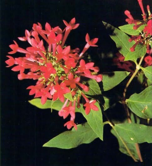 The trompetilla's clusters of flowers appear from summer to late fall. To keep the plant bushy and compact, pinch out its growing tips regularly. Plant should be cut back to within 1 inch (2.5 cm) of the soil in early spring but should reach a diameter of about 18 inches (50 cm) each growing season.