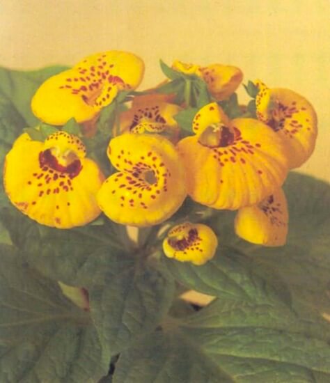 Calceolaria is a compact plant growing to about 10 inches (25 cm) high. The roughly oval leaves are light sage green and crinkled. The pouch-shaped flowers are bright red, yellow or orange and often spotted with a contrasting color 