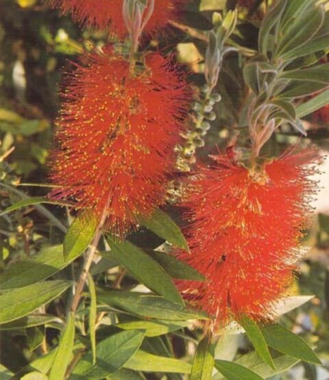 The bottle brush plant grows up to 2-3 feet (61-91cm) indoors and in summer produces bright red flowers near the top of its stems. The narrow leaves are grayish green in color, and a healthy plant will look bushy, with new side stems shooting in spring and summer.