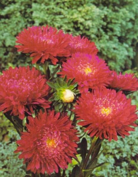 All cultivars of China aster produce delicate summer or autumn flowers in shades of pink, purple, blue, red or white. For pots or containers, choose dwarf cultivars, which grow 6- 12 inches (15-30 cm) high. To produce a small number of large flowers, pinch out all but one bud on each stem. 