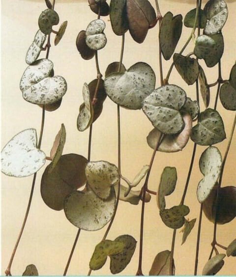 Ceropegia woodii, the rosary vine, has round grayish green leaves on stems that trail prettily from a hanging basket.