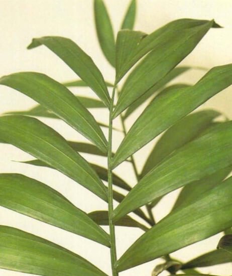 The parlor palm's soft, dark green leaves grow from a stem 9-24 inches (23-61cm) long. Their slightly glossy appearance can be maintained by using liquid, but not aerosol, leafshine. A daily spray with soft water will keep them clean and provide the high humidity they need. 