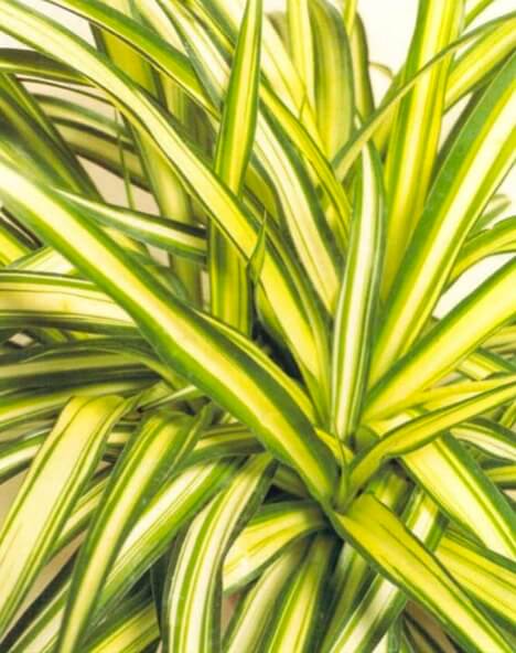 A spider plant's long leaves grow from the center of the plant and are usually green at the edges with a white stripe down the middle. Some varieties have white edges and a green central stripe. When buying, look for clean, untom leaves with no brown tips. 