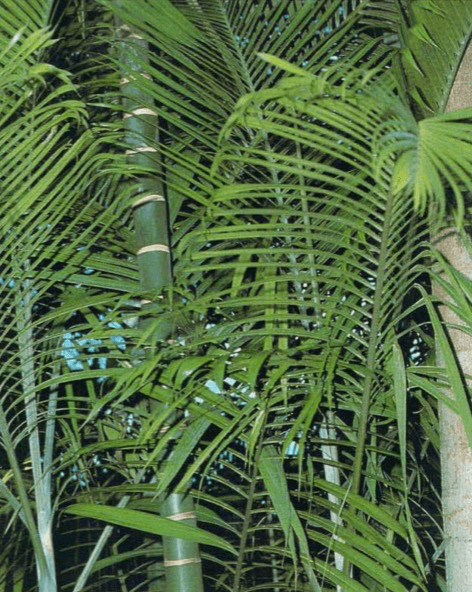 Although relatively slow growing, a healthy cabada palm may reach a height of 6-9 feet (1.8-2.7m) aver a 5-6 year period. Large multi stemmed specimens in a tub can add drama to spacious, well-lit areas. 