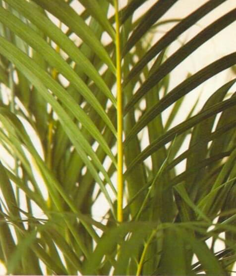 A healthy areca /Jalm ha s rich , soft green frondsand yellow stems. Slickers grow straight {rom the soil and hide the stems with their fronds. Unless the pot becomes overcrowded, these can remain togivean attrac- tive display 