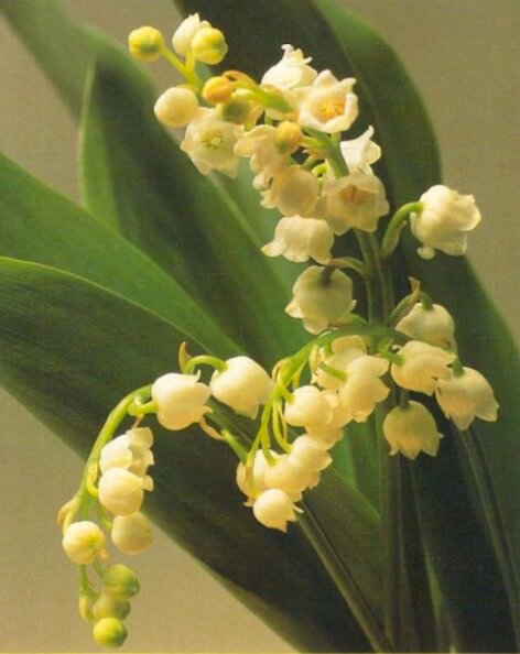The most common variety of lily of the valley is white and single-flowered, but a rose-colored single and a white double are also available.