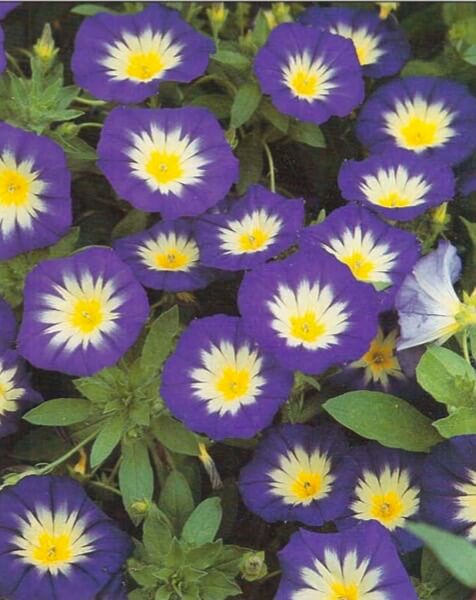 Dwarf morning glory is a bushy, compact plant about 12 inches (30 cm) high with medium green leaves wider at the tip than at the base. The bell-shaped flowers, usually deep blue with a strong yellow center, bloom through most of the summer 