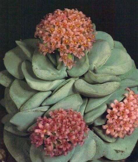 Smaller Crassulas, including this Crassula 'Morgan's Beauty', have striking flowers that appear in winter and last a week or more. They are also useful where space is limited, as many will never outgrown 4- or 5-in (10- or 13-cm) pot. 