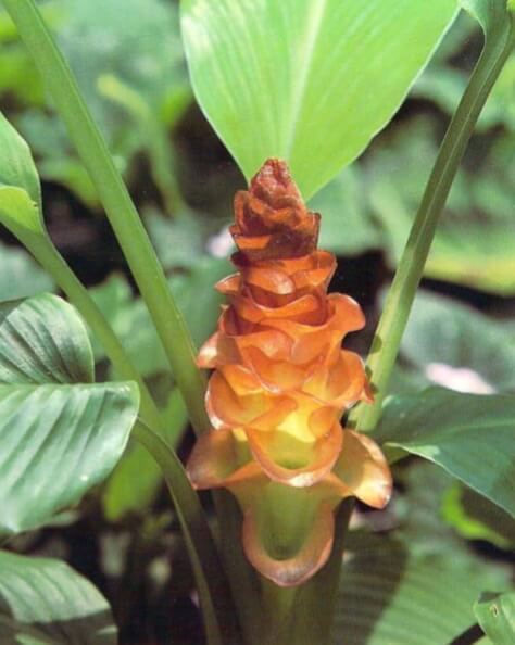 This native of India is perhaps the most exotic looking of the (lowering gingers and is fittingly called the jewel of Burma. Curcuma roscoeana grows and blooms in spring and summer, becomes dormant in fall and winter. 