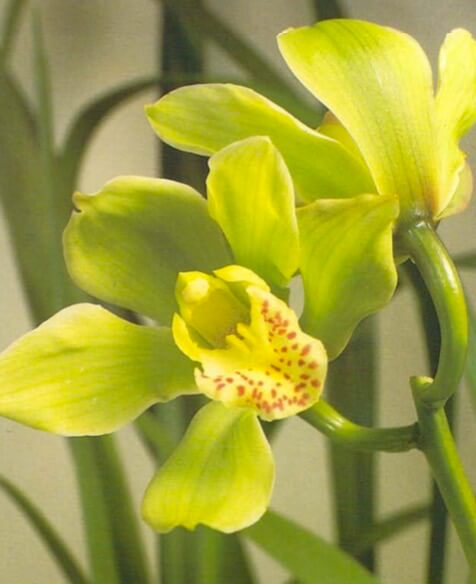 Cymbidium flowers, carried up to thirty to a stem, vary in color from reddish brown to white. Each flower lasts for about six weeks, and they open gradually along the spike. If buying plants in bloom, choose one with flower buds yet to open and firm, leathery leaves.