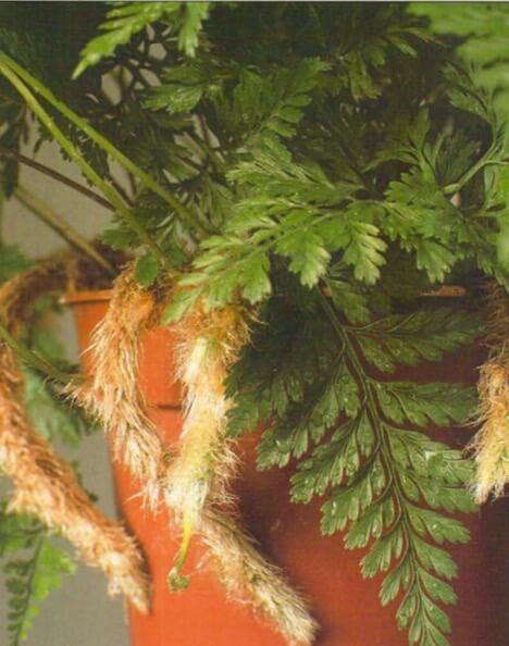 A healthy rabbit's foot fern has slightly glossy leaves but is often bought forits striking, furry-looking rhizomes, which hang down over the top of the pot like a rabbit's foot. Unlike most ferns, it should not be sprayed (misted). If it becomes necessary to treat it with insecticides, these should be added to the soil when watering. 