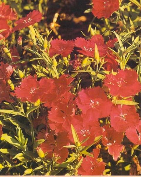 Dianthus has a woody base from which grow light green branching stems, each ending with a single flower. Flower colors range from white through pink to red, and blooms may be bicolored. There is also a pale yellow variety. Most have very narrow leaves; a few are even grasslike. 