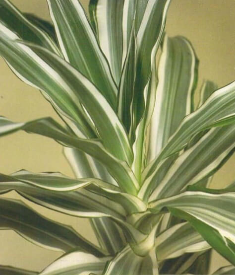 The Belgian evergreen, or ribbon plant (Dracaena sander) is another of the popular Dracaenas. It grows to about 3 feet (91cm) indoors, with its slender green-and-white leaves unfurling one above the other around the stem. In time, the lower leaves fall, leaving a bare, cane like stem 