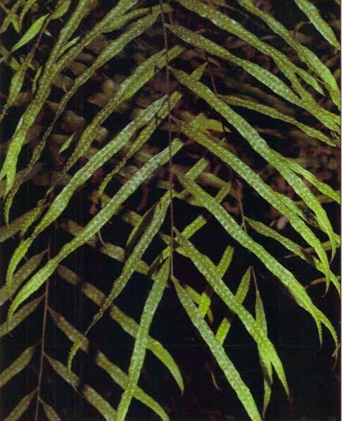 Because of the plant's size and the length of its leaves, Drynaria rigidula is best grown and most attractively displayed in a hanging basket, where the elegant fronds can cascade gracefully. 