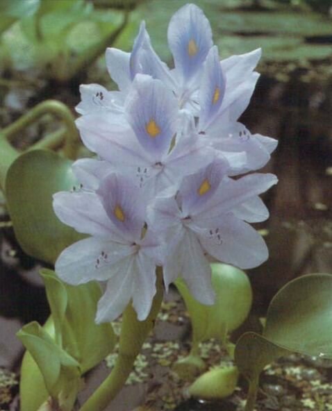 Lavender-blue flowers with distinctive patches of yellow and intense blue-violet give Eichhornia crassipes its common name, water hyacinth. 