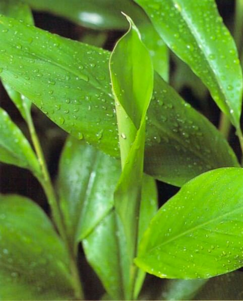 The cardamom plant's all-green leaves grow on stems that sprout from an underground rhizome. The plant does well in poor light; in fact , it cannottolerate summer sunlight. Look for plants that have several healthy stems and leaves with no brown tips or edges.