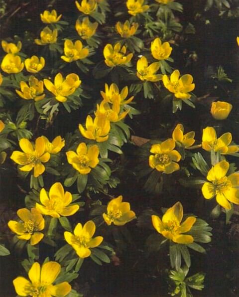 Winter aconite produces bright yellow or white buttercup like flowers in late winter or early spring. Grown from tubers, each produces a single flower stem up to 4 inches (10 cm) tall with a collar of leaves surrounding the bloom. 
