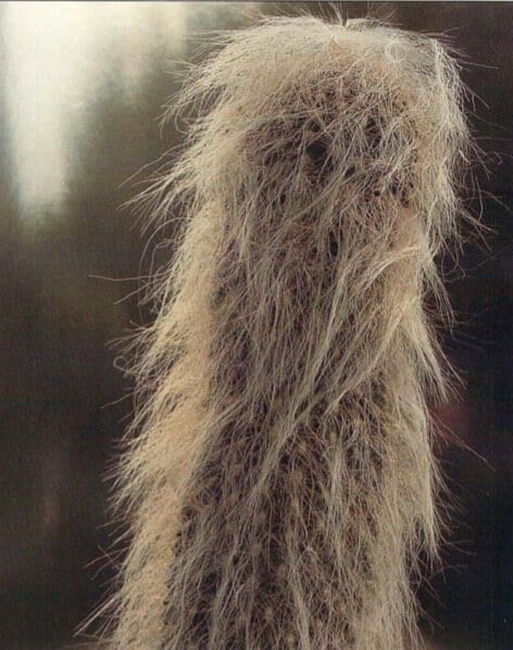 Espostoa ianata (Peruvianold man cactus) has an abundance of hair and remains shaggy in appearance, unlike E. melanostele (back) whose hair grows in a swirl around the top of the cactus.E. ianata grows slowly but steadily into a columnar form about 4 inches (10 cm) wide and up to 5 feet (1.5 m) tall, under optimal conditions. 