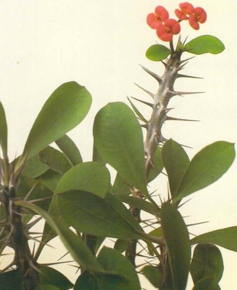 Euphorbia milii, commonly known as the crown-of-thorns, can vary in size from 1 foot (30 cm) to 6 feet (2 m). Its spiky stems have bright green, fleshy leaves, which fall in winter if the temperature dips below 55°F (13°C). The red "flowers" are in fact colored leaves called bracts. The true flower is the small yellow center.