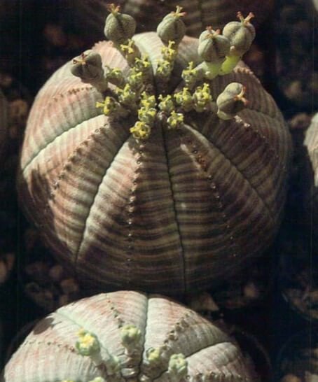 The plump,succulent body of Euphorbia obesa, a species from South Africa that is related to the Christmas poinsettia (Eurphorbia pulcherrima), grows to the size of a baseball or larger. 