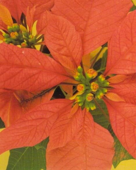 Healthy poinsettias have bright green leaves and red, pink or white bracts below the small flowers. They need cool conditions and often drop their leaves quickly in the hot, dry atmosphere of heated rooms. Daily spraying will help to keep them alive and healthy from year to year. 