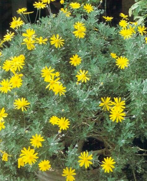Because it thrives in full sun and tolerates drought, the gray leaved euryops is an outstanding choice for outdoor container gardening; it looks particularly beautiful in the company of blue flowers.