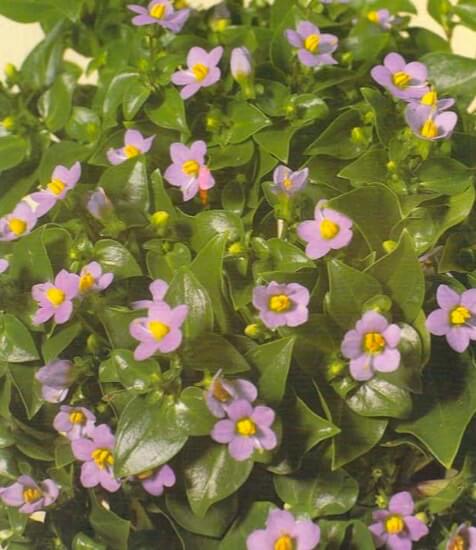 This delicate, shrublike plant grows to a maximum height of about 6 inches (15 cm) and produces a succession of scented, lilac-blue flowers with prominent orange stamens throughout the summer. Direct, midday, summer sun will bleach the flowers, but the plant needs good light yearround 